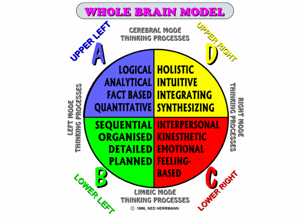 whole brtain model whole brtain model